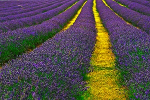 Lavender_Field_Sutton